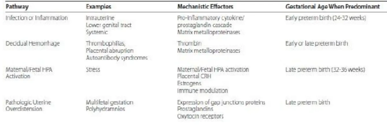 Tabel 3. Etologi dan jalur persalinan preterm yang diakui secara umum (Rima, 2010) 