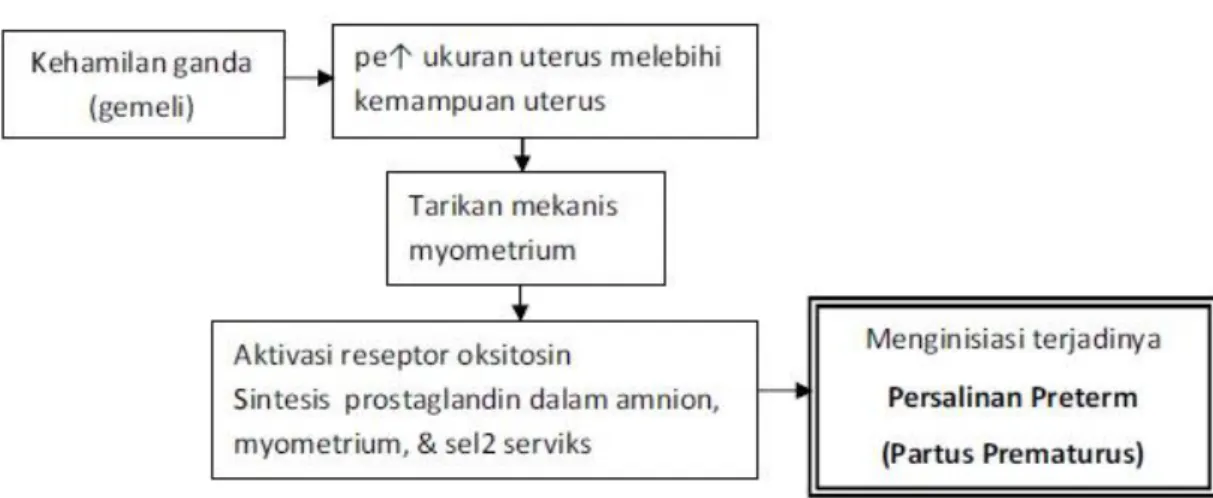 Gambar 2. Mekanisme persalinan preterm pada kehamilan ganda 