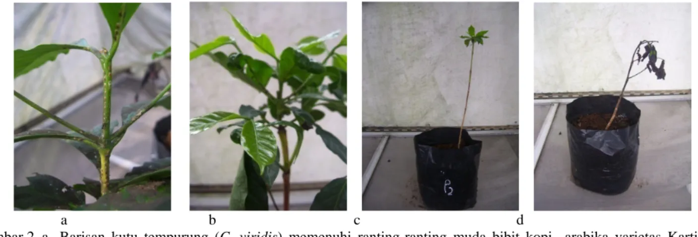 Gambar 2. a.  Barisan  kutu  tempurung  (C. viridis) memenuhi ranting-ranting muda bibit kopi  arabika varietas Kartika di  rumah kaca; b
