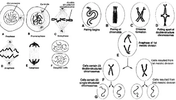 Gambar : Proses pembelahan sel, mitosis (kiri) dan miosis (kanan)