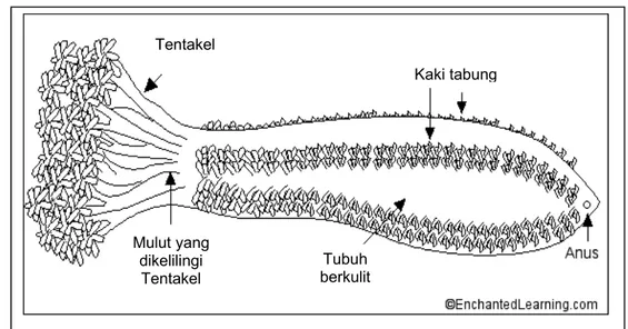 Gambar 1  Morfologi teripang (Sumber: http://www.enchantedlearning.com) Kaki tabungTentakel Mulut yang dikelilingi Tentakel Tubuh berkulit 