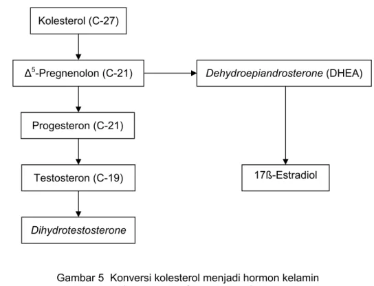 Gambar 5  Konversi kolesterol menjadi hormon kelamin   (Litwack dan Schmidt 2002) 