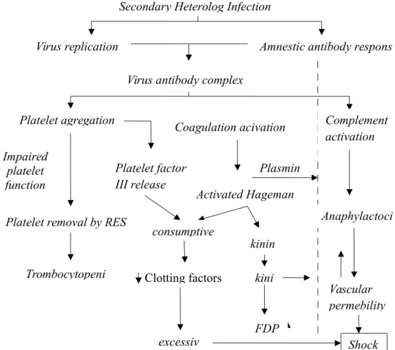 Gambar 2.1.  Patogenesis demam berdarah dengue berdasarkan hipotesis infeksi sekunder virus dengue heterolog ( Suhendro, et al, 2009 ).