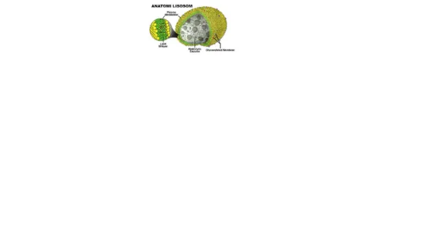 Gambar 3. Struktur lisosomGambar 3. Struktur lisosom