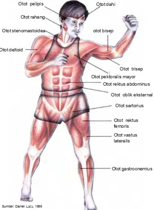 Gambar 2.7Sumber: Daniel Lucy, 1995Macam-macam otot pada tubuh manusia.