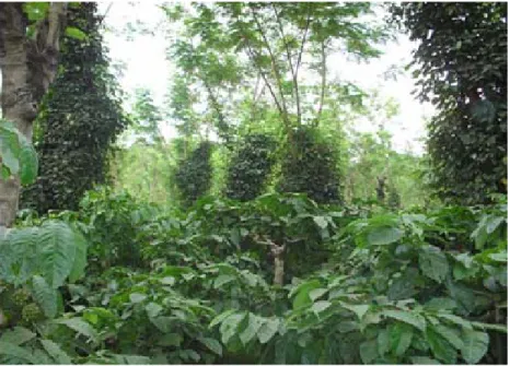 Gambar 1. Tumpangsari kopi dengan tanaman produktif meningkatkan biodiversitas yang dapat lebih menjamin keberlanjutan produksi.
