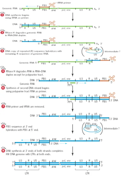 Gambar 7. Konversi RNA HIV kedalam DNA Beruntai Ganda