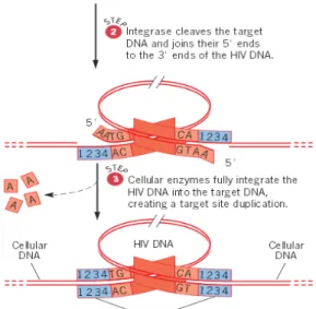 Gambar 8. Integrasi  DNA HIV Beruntai Ganda ke dalam DNA Kromosom Sel Inang