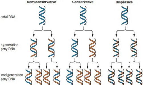 Gambar 2. Tiga model yang memungkinkan terjadi pada saat replikasi DNA yaitu (a) semikonservatif,  (b) konservatif, (c) dispersif