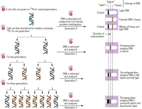 Gambar 3. Meselson dan Stahl mendemonstrasikan replikasi DNA semikonservatif di E.