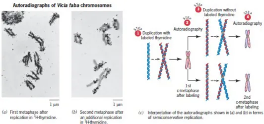 Gambar 4: Bukti replikasi semikonservatif kromosom pada  kacang, Vicia faba. Hasil yang  diperoleh Taylor, Woods, dan Hughes (a, b) diprediksi oleh replikasi semikonservatif dari  DNA (c).