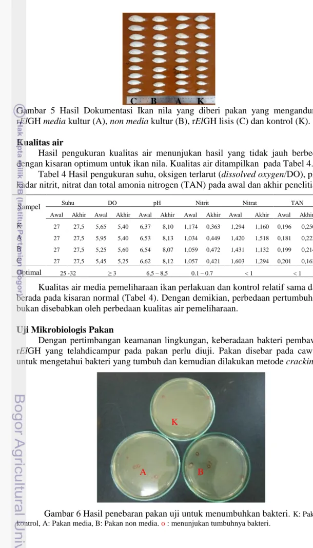 Gambar  5  Hasil  Dokumentasi  Ikan  nila  yang  diberi  pakan  yang  mengandung  rElGH media kultur (A), non media kultur (B), rElGH lisis (C) dan kontrol (K)