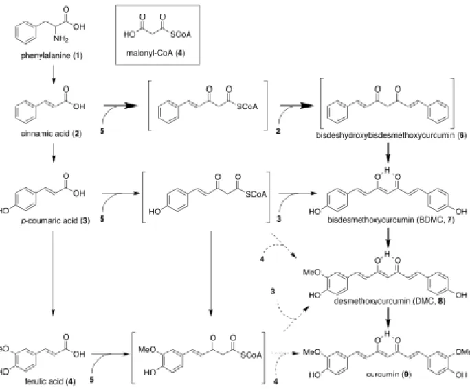 Gambar 2.5 Biosintesis kurkumin dari fenialanin (Kita et. al., 2008).