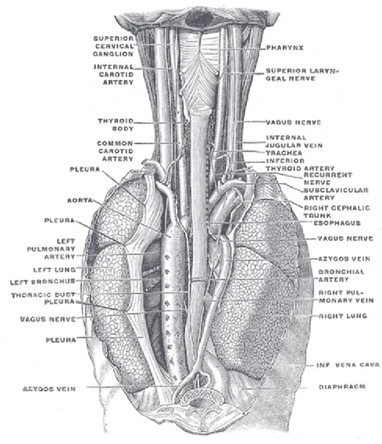Gambar 1.1 Anatomi Esofagus 