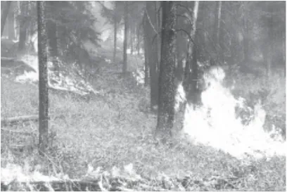 Gambar 3.1 Kebakaran hutan merupakan contoh kurang kepedulian manusia terhadap lingkungan.