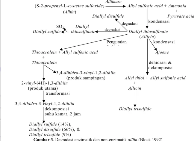 Gambar 3. Degradasi enzimatik dan non-enzimatik alliin (Block 1992)Penguraianβ-eliminasi-βeliminasidegradasidegradasi(Alliin)Alliinase