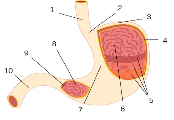 Gambar  1.  Anatomi  Gaster:  1.Esofagus,  2.Kardia,  3.Fundus,  4.Selaput  Lendir,  5.Lapisan  Otot,  6.Mukosa  Lambung,  7.Korpus,  8.Antrum  Pilorik,  9.Pilorus, 10.Duodenum 