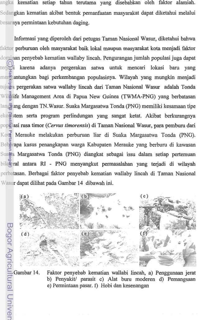 Gambar 14.  Faktor  penyebab  kematian  wallabi  lincah,  a)  Penggunaan jerat  b)  Penyakitl  parasit  c)  Alat  btuu  n~oderen d)  Pemangsaan  e) Permintam pasar