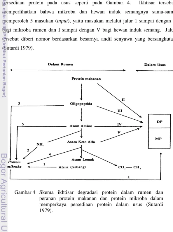 Gambar 4 Skema ikhtisar degradasi protein dalam rumen dan peranan protein makanan dan protein mikroba dalam memperkaya persediaan protein dalam usus (Sutardi 1979).
