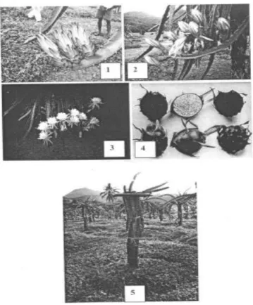 Gambar 2. Kuncup Bunga, Bunga, Buah, dan Perkebunan Buah Naga