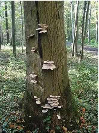 Gambar 2. Habitat alami jamur tiram (id.wikpedia.org/wiki/jamur) 