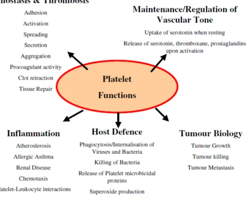 Gambar 2.3. Multifungsi dari trombosit. Trombosit ikut berperan dalam banyak proses  patofisiologi, di samping hemostasis dan trombosit, yaitu mempertahankan tonus 