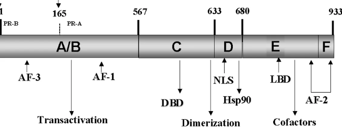 Gambar 2.3. Struktur domain reseptor progesteron (Camacho-Arroyo, 2009)