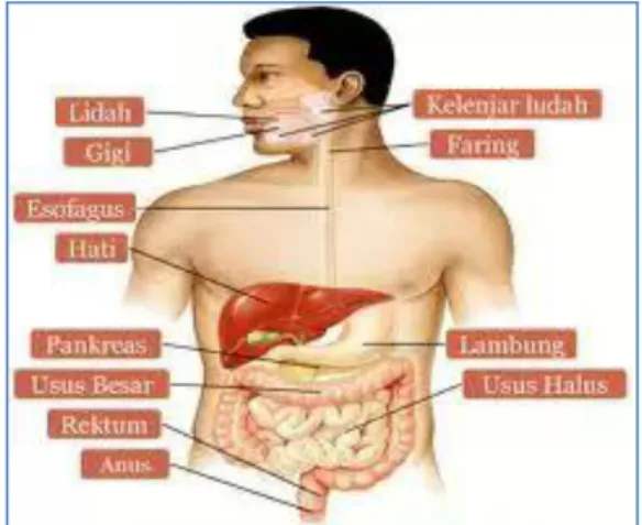 Gambar 2.1 Anatomi Sistem Pencernaan 