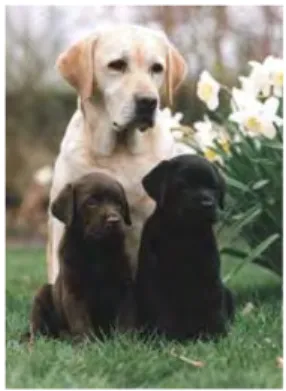 Gambar 5. Tampilan umum Labrador Retriever      (Anonim c  2007). 