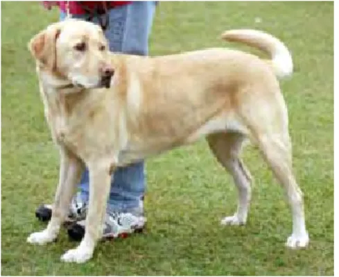 Gambar 6. Labrador Retriever dewasa  (Anonim c  2007). 