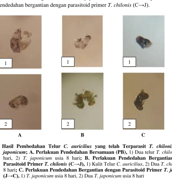Gambar  2.  Hasil  Pembedahan  Telur  C.  auricilius  yang  telah  Terparasit  T.  chilonis  dan  T