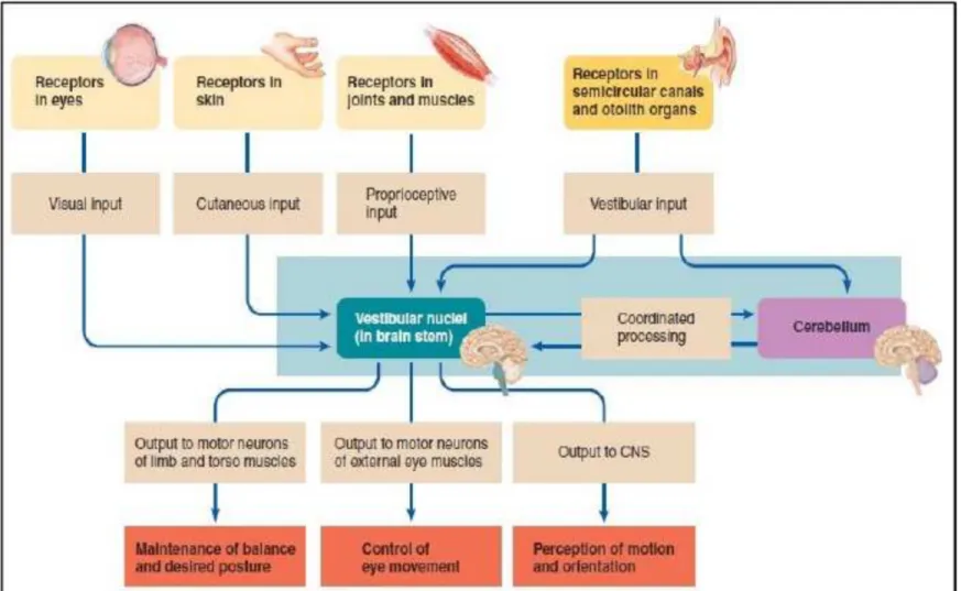 Gambar 2 – Input dan output dari vestibular nukleiGambar 2 – Input dan output dari vestibular nuklei (4)(4)