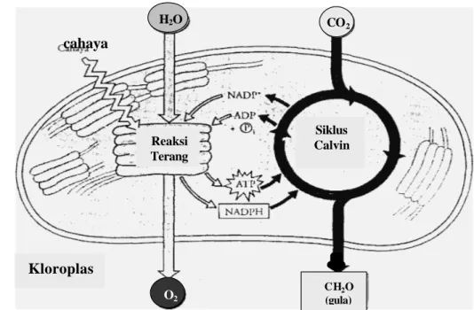 Gambar  1    Gambaran umum fotosintesis: kerjasama reaksi terang dan  s i k l u s   Calvin  (Campbell et al