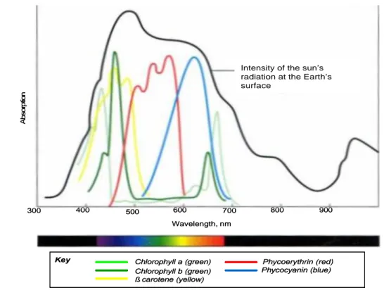 Gambar 4  Spektrum cahaya yang diserap oleh berbagai pigmen  (Becker et al. 2000). 