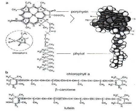 Gambar  5  a. Struktur klorofil  a    b. rumus molekul β -carotene dan lutein  (Campbell  et al