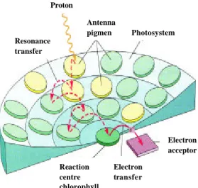 Gambar  6  Transfer energi ke pusat reaksi pada suatu fotosistem  (Becker  et al. 
