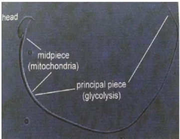 Gambar 5. Morfologi Normal Spermatozoa Mencit ( Rugh,1968 ). 