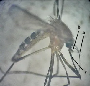 Gambar 1.   Morfologi  Nyamuk  Culex.  (a)  antena,  (b) palpus, (c) probosi 