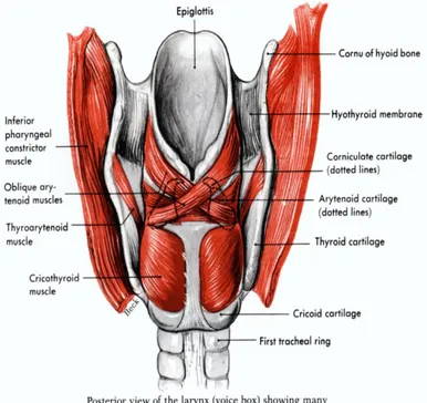 Gambar 2. Penampang posterior laring  4