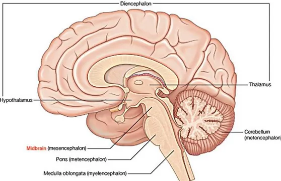 Gambar 2.1. Anatomi otak  (Sumber: www. biology.about.com)