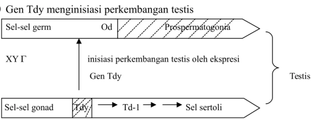 Gambar 2.  Jika terdapat gen Tdy, gen Od akan direpresi sehingga terjadi insiasi perkembangan                      testis oleh ekspresi gen Tdy (a)