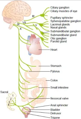 Gambar 3 – Persarafan parasimpatis 