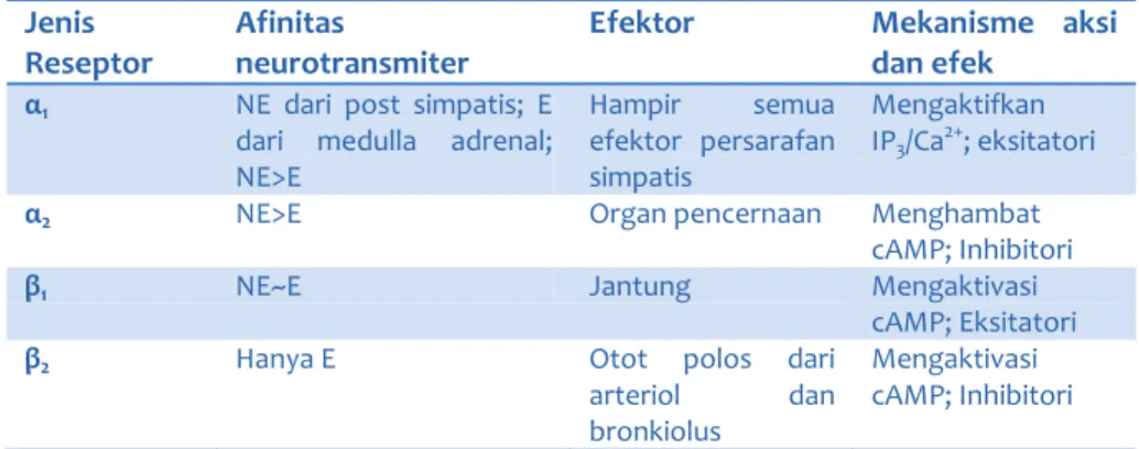 Gambar 4 – Persarafan simpatis 