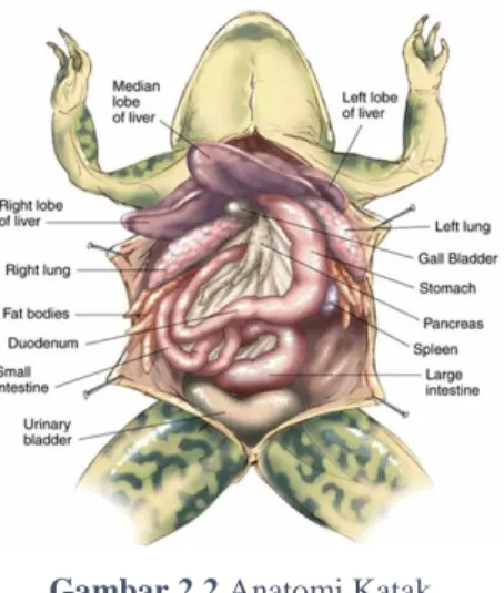 Gambar 2.2 Anatomi Katak  (Barret, 2012) 