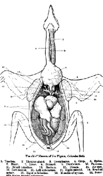 Gambar 2.4 Anatomi Burung  (Shipley, 1901) 