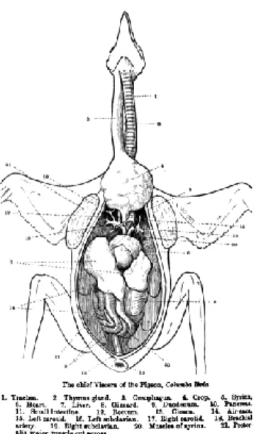 Gambar 2.4 Anatomi Burung  (Shipley, 1901) 