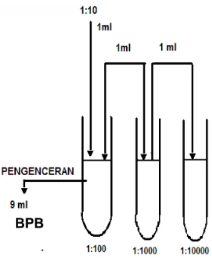 Gambar A.1  -  Tingkat pengenceran menggunakan larutan pengencer Butterfield’s Phosphate-Buffered Dilution Water (BPB)