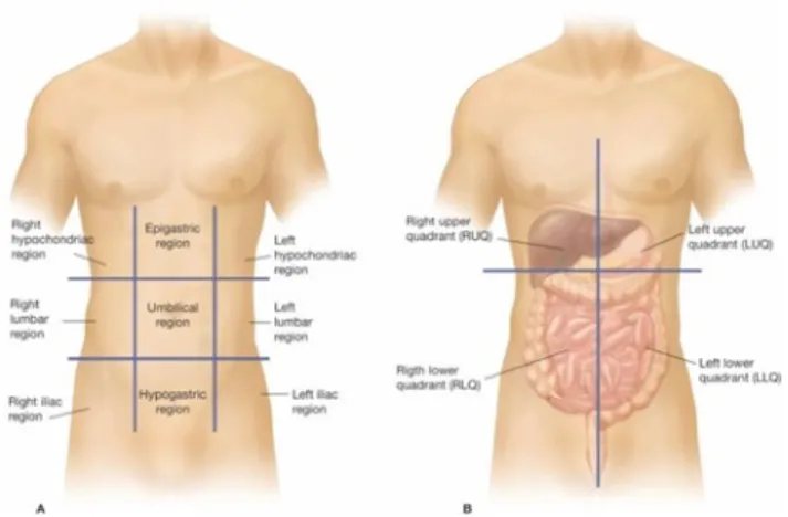 Gambar 1. Regio dan quadran abdomen