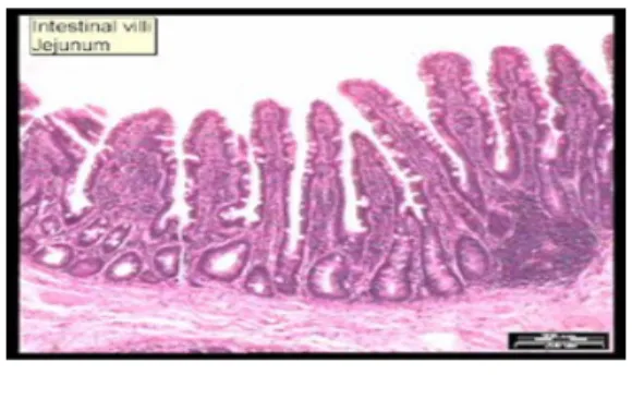 Gambar 5. Jejunum