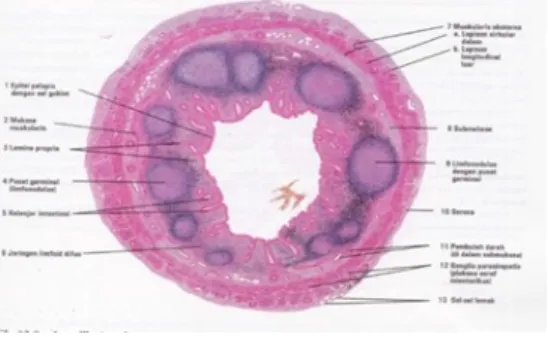 Gambar 7. Appendiks Vermiformis